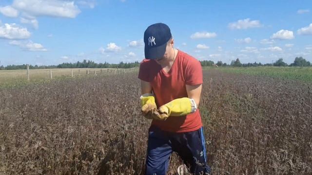 СОБИРАЮ СЕМЕНА ФАЦЕЛИИ смотреть онлайн