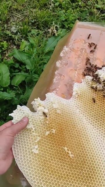 строят соты #3 #dobrosot