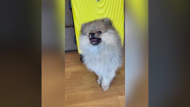 Мальчик померанский шпиц смотреть онлайн