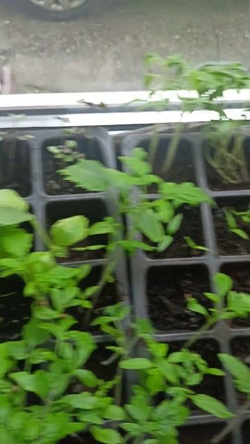 рассада на окне 2часть#огород #рассада #помидоры #огоро смотреть онлайн