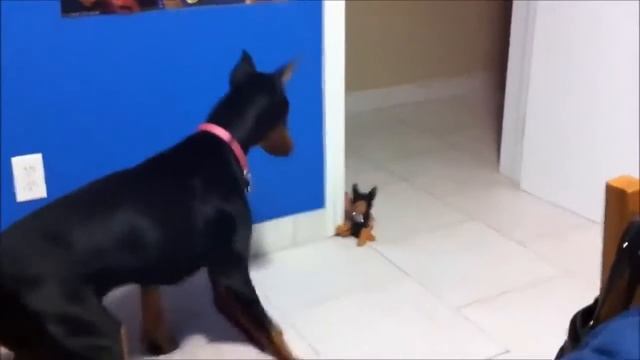 РЖАЛ ДО НЕВОЗМОЖНОСТИ // Прикольные видео с испугом