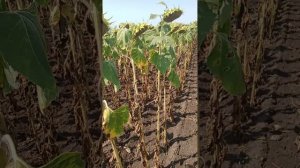 подсолнечник 🌻 Пионер 25. уборка не за горами