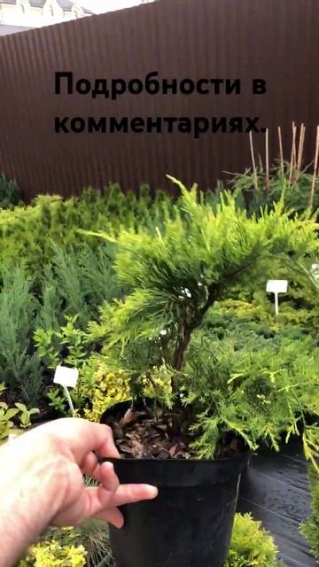 Подробности в закреплённом комментарии. #garden #дербент смотреть онлайн