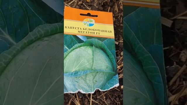 10.04.25. Сею в теплицу капусту позднюю, семечки и бархатц? смотреть онлайн