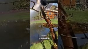 Весенняя обработка сада: как избавиться от лишайников