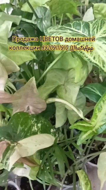 🍀💖🌱Отправка почтой #цветыпочтой #продажацветов #plan смотреть онлайн