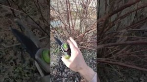 Тамарикс, весенняя обрезка🌸 11.04.2024