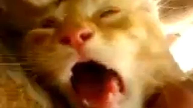 Приколы с животными. смотреть онлайн