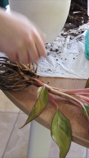 Весенняя пересадка 🌱 #shorts #plants #растения #уходзарасте смотреть онлайн