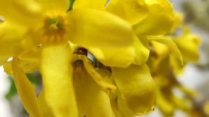 КАК РАЗМНОЖИТЬ ФОРЗИЦИЮ ВЕТОЧКОЙ /ЛЕГКО И ПРОСТО