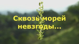 Сквозь морей невзгоды