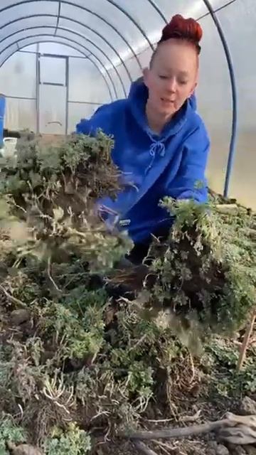 #хризантема #растения #садоводство #цветы #хризантемам смотреть онлайн