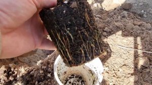 🍇 ПРАВИЛЬНАЯ ПОСАДКА ЧЕРЕНКОВ ВИНОГРАДА — ЗАЛОГ МОЩНОГО УРОЖАЯ!