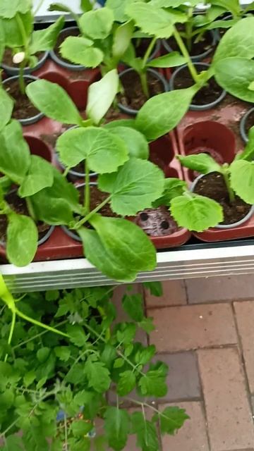 #кабачки#рассада🍆#апрель#shorts