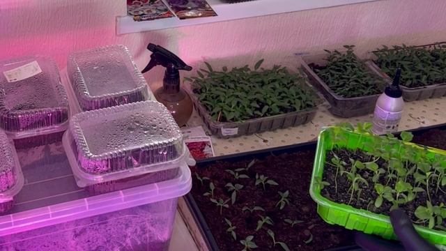 ❗️Сію БАКЛАЖАНИ❗️ЛЕГКО🍆Самий найкращий спосіб, Щоб бути з ГАРНИМ ВРОЖАЄМ👌👍