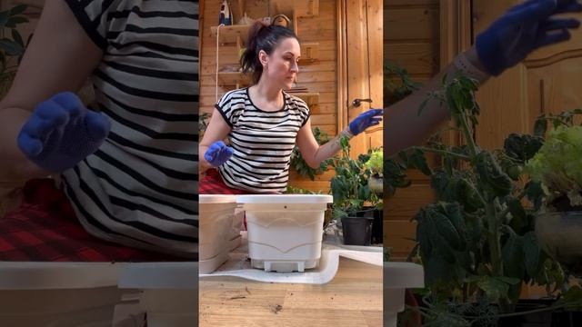 Классные томаты для выращивания в горшках👌 смотреть онлайн