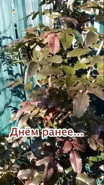 Красавица магония и погода#зима