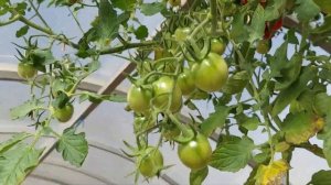 ОБЗОР ТОМАТА ЗИМНЯЯ ВИШНЯ