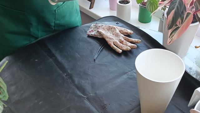 Маранта. пересадка на фитиль смотреть онлайн