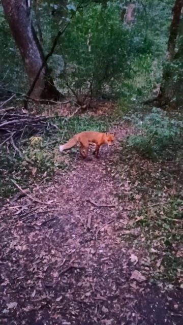 Лисичка на горе Машук