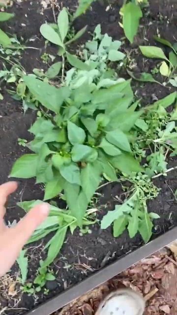 Про грядки-домики🌱 смотреть онлайн