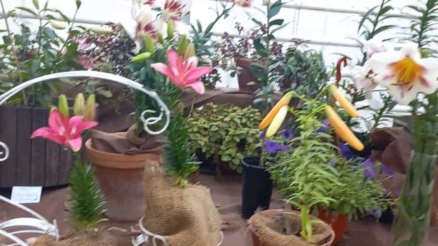Выставка лилий в Аптекарском огороде... смотреть онлайн