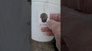 Филодендрон Биркин из Пятёрочки-пересадка🌱#филоденд