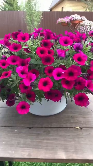 Куда- сажать петунию. В тень или на солнце. Подробнее в смотреть онлайн