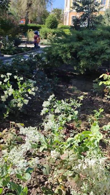 Газоны, цветочные клумбы. смотреть онлайн