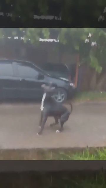 Бой с дождем. Fight With The Rain. The Dog Played With The Rain And Lost.