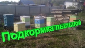 Подкормка пчел пыльцой: научный подход от профессора Кашковского