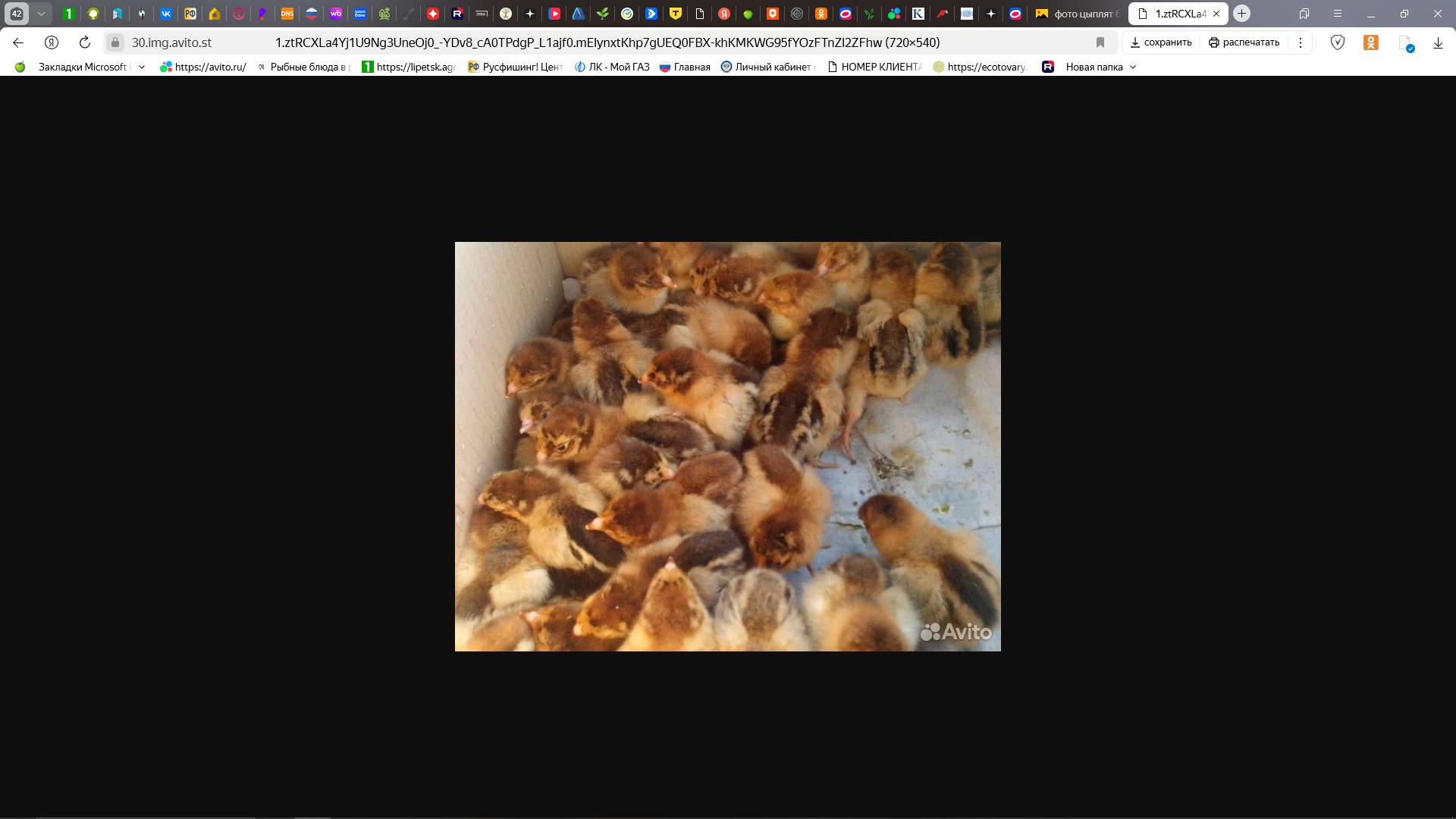 Билефельдеры