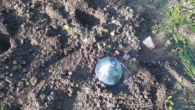 Высадила огурцы в грунт, теперь спасаю от заморозков. C смотреть онлайн