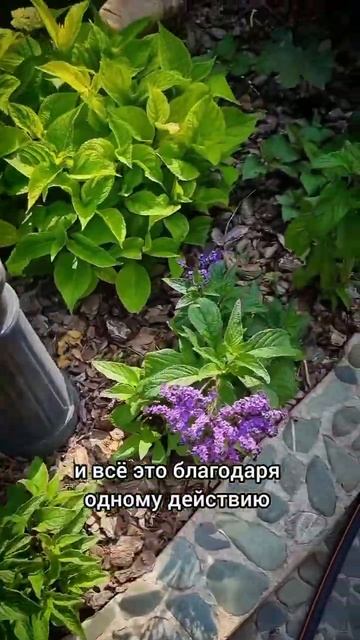 Плюсы от мульчи! #сад #дача #огород #газон смотреть онлайн