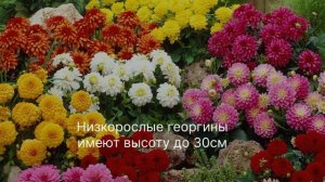 Низкорослые георгины из семян