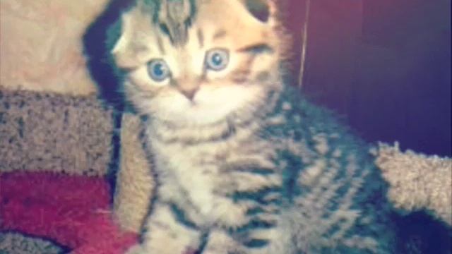 Шатланские вислоухие котята!😘 смотреть онлайн