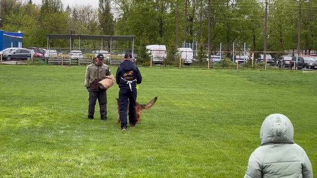 Баларис КОЛАМБИЯ ПИКЧЕРЗ - №48 / КЧК САМАРА 27 апреля`25 И.Герлеман Моно немецких овчарок