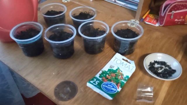 Посадила семена томатов Гномики и подсолнечника. Ждём смотреть онлайн