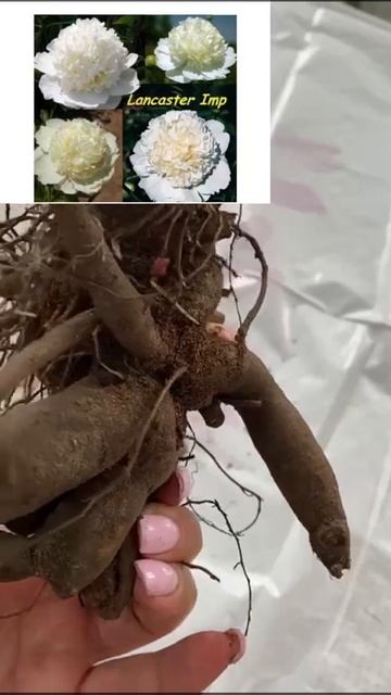 Посадка пиона в марте. смотреть онлайн