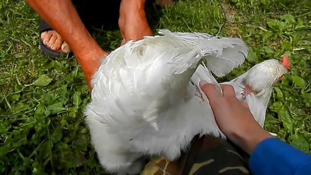 Курицу посадили НА "ЦЕПЬ" смотреть онлайн