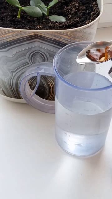 ВБ 315175244 #растения #вайлбериз #цветы смотреть онлайн