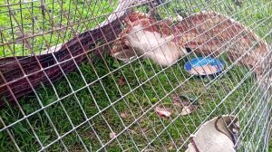 Наседка вывела цыплят/Уход за цыплятами с 1-го дня жизн