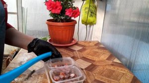 Как Вырастить Лук На Перо Без Земли и Грязи На Вермеку?