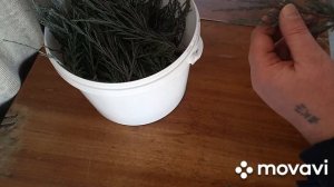 Размножение можжевельника Блю Эрроу 27.02.2025.