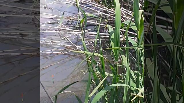 рыбалка рыбные места. ловим карасей. в поисках крупных