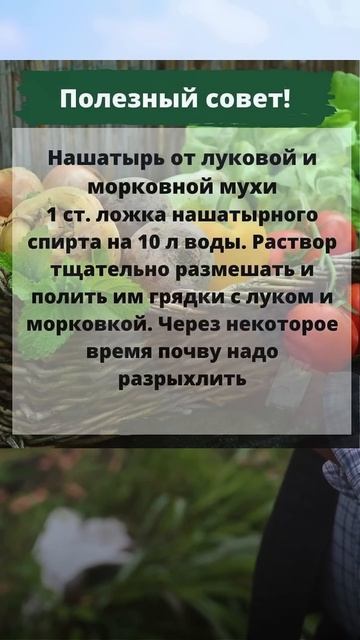 Полезный совет. #дача #сад #огород смотреть онлайн