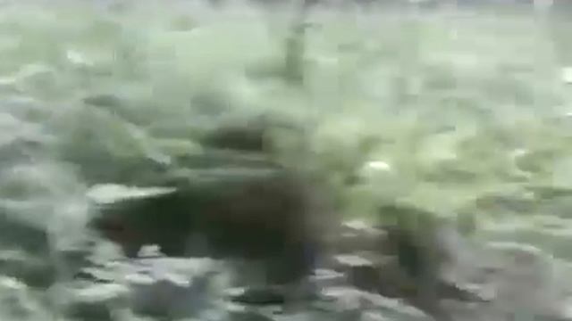 Король и Шут на лошадях, каскадеры))0)