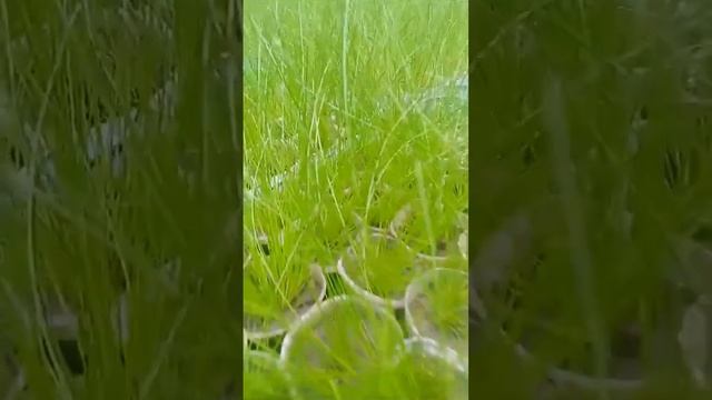Насыщенная, яркая зелень в феврале. Изолепис рассада!