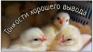 Сезон инкубации в самом разгаре. Секретики и тонкости. Работает вся семья