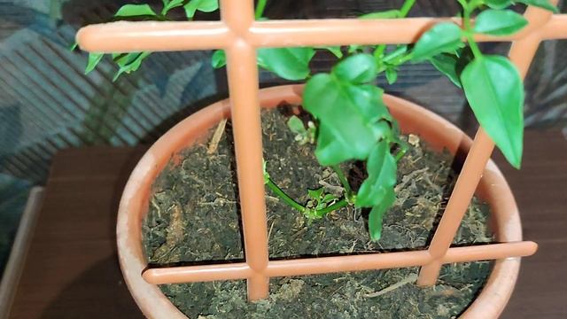 Jasminum polyanthum/Жасмин индийский полиантум многоцветковый смотреть онлайн